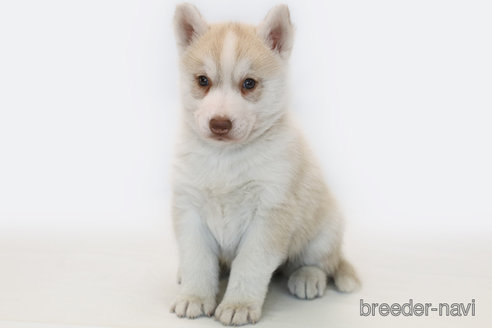 成約済の神奈川県のシベリアンハスキー-359303